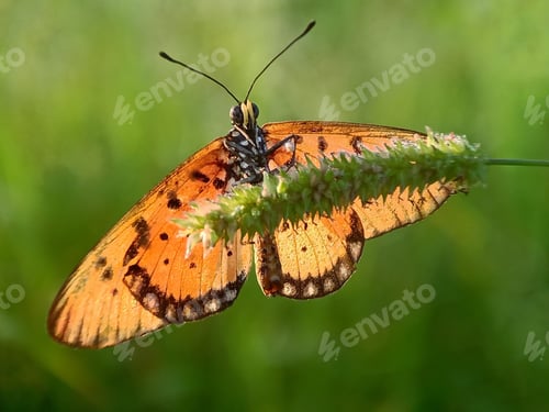 Preview: Butterfly