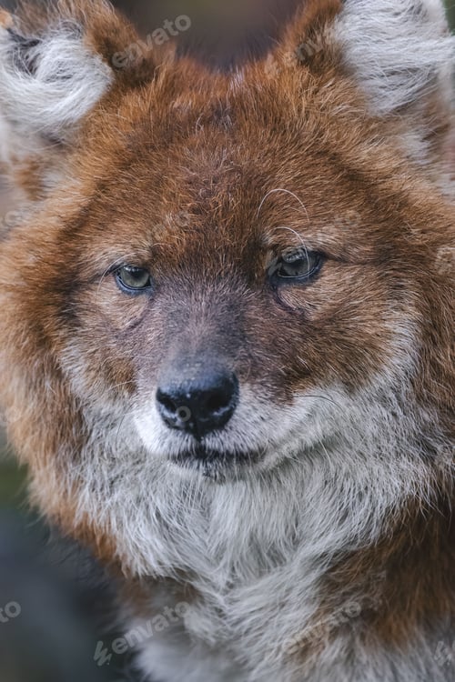 Preview: Close-up Portrait of a Dhole