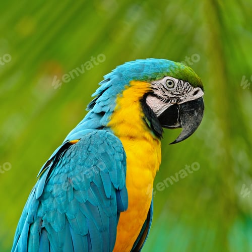 Preview: Blue and Gold Macaw