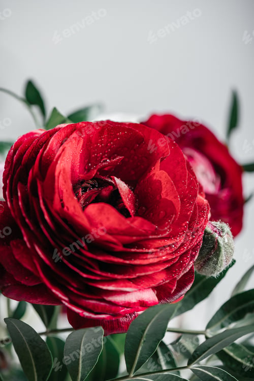 Preview: Head of red ranunculus flower