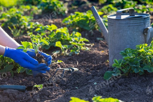 Preview: planting strawberries in the garden
