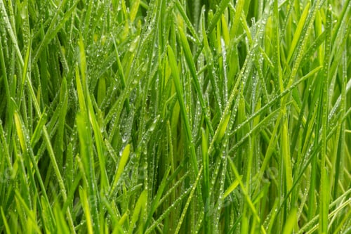 Preview: Fresh green grass with dew drops closeup. Nature Background