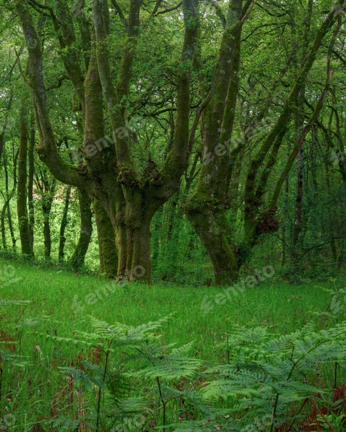Preview: Elderly and powerful moss covered oak trees