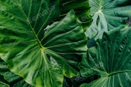 Preview: Green Tropical leaves background Plant Texture
