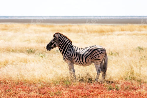 Preview: African plains zebra family on the dry brown savannah grasslands