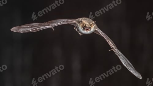 Preview: Flying bat on grey background