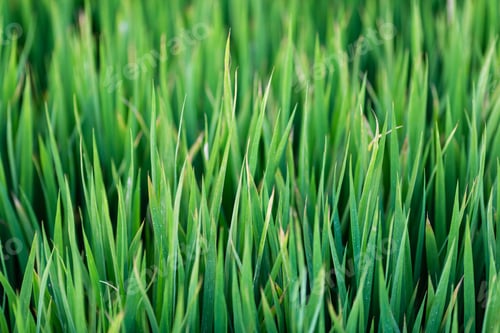 Preview: Natural background with summer green grass