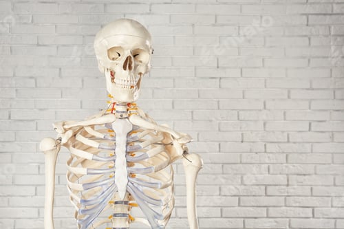 Preview: Artificial human skeleton model near white brick wall. Space for text