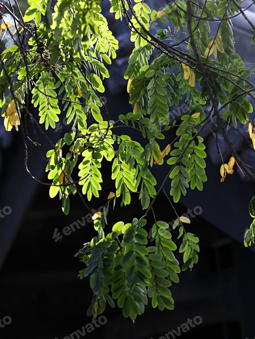 Preview: Fresh green leaves on a branch
