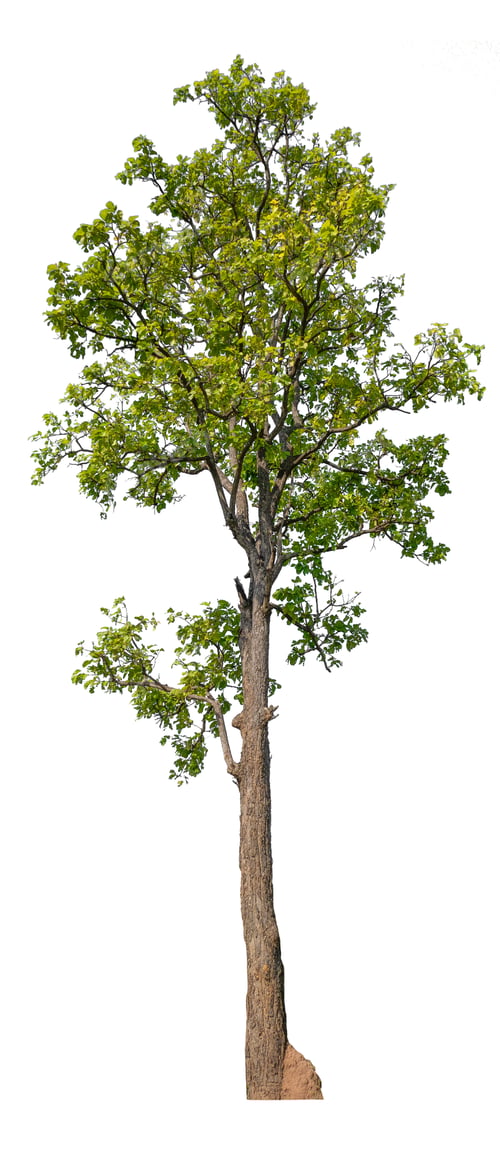 Preview: isolated tree on white background with clipping path