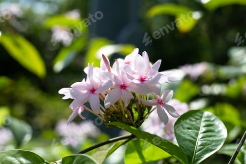 Preview: Kopsia fruticosa pink flower in the garden