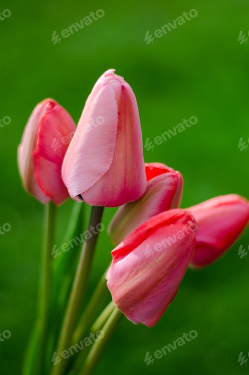 Preview: Light pink tulips