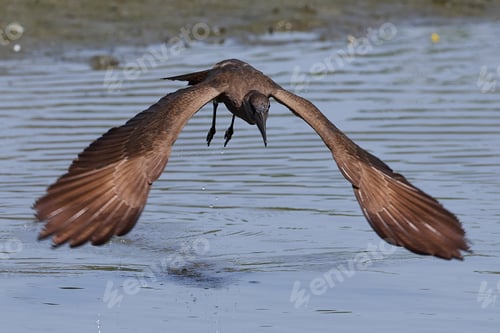 Preview: Hamerkop (Scopus umbretta)