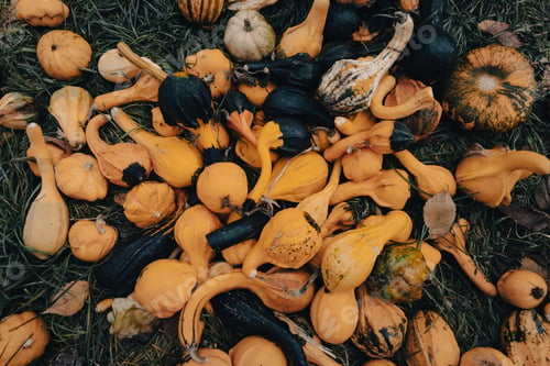 Preview: Pumpkins at an autumn farmer's market