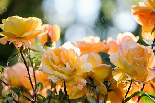 Preview: Yellow roses in the evening sunlight
