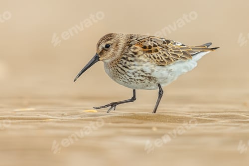 Preview: Dunlin wader bird on beach during migration
