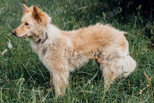 Preview: Cute fluffy yellow dog walking in green grass in summer park