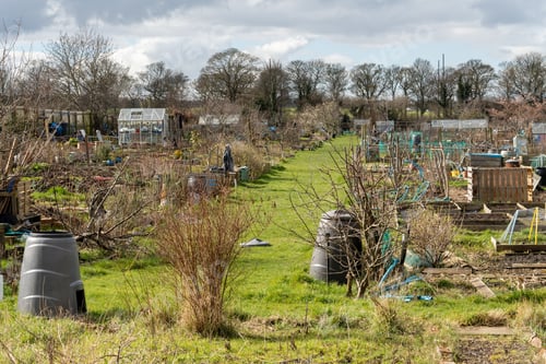 Preview: Allotment in the month of March with compost bins and greenhouses. Preparation for Spring