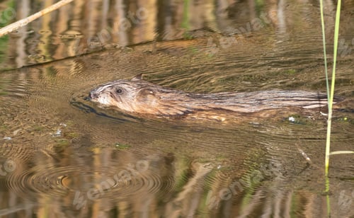 Preview: Ondatra zibethicus, muskrat. An animal floating down the river