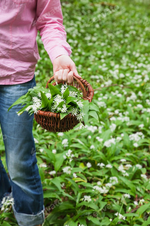 Preview: Germany, North Rhine-Westphalia, Eifel, wild garlic, Allium Ursinum, in wicker basket