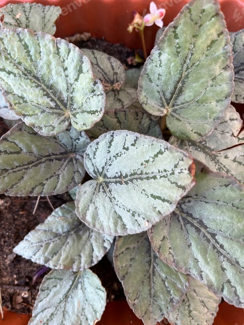 Preview: Plants