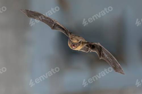 Preview: Flying pipistrelle bat trigger flash