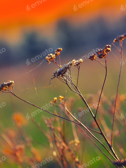 Preview: Dried flowers and plants on a background sunset