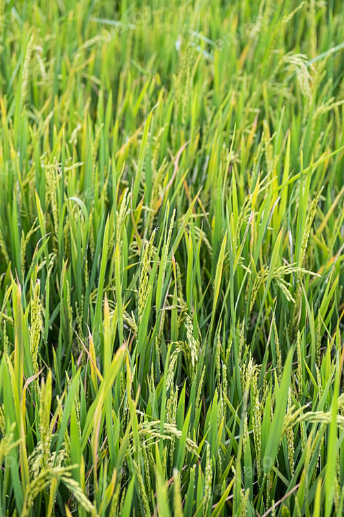Preview: Rice plantation in sunlight. Farm field background.