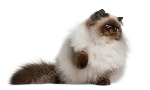 Preview: Persian (8 monhs old)
