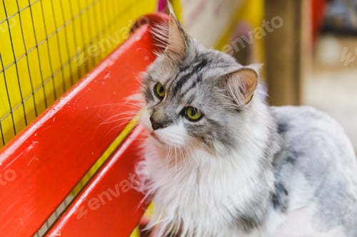 Preview: A large, white and gray, cute Maine Coon cat at a cat show.