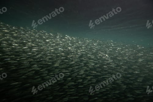 Preview: Underwater scene in the Pacific Ocean with a swarm of small fish swimming in the water