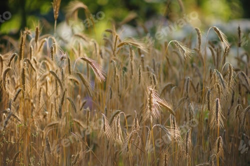 Preview: wheat ears grow in farmer's field, grow crops for production of flour and food.