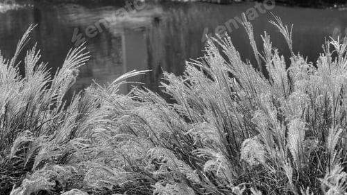 Preview: Decorative Grass By Pond - Black And White Photograph Of Decorative Grass Growing At The Edge Of A