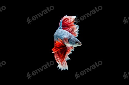 Preview: Beautiful colorful of siamese betta fish