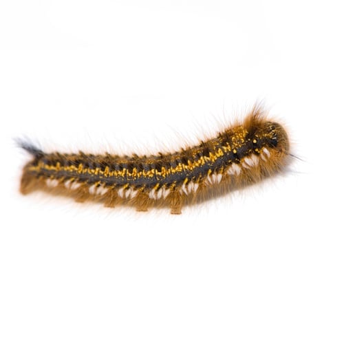 Preview: Caterpillar