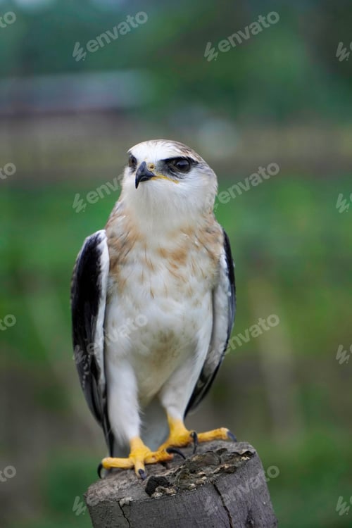 Preview: Black-winged kite (Elanus caeruleus)