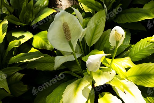 Preview: Closeup shot of Spathiphyllum flowers with green leaves under sunlight