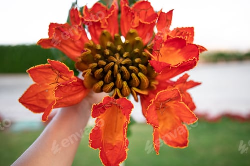 Preview: African Tulip Tree Flower Spathodea campanulata close up.
