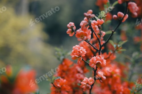 Preview: Vivid orange flowers blooming on a decorative shrub branch