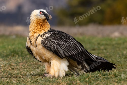 Preview: Closeup shot of a bearded vulture on the lawn against a blurred background