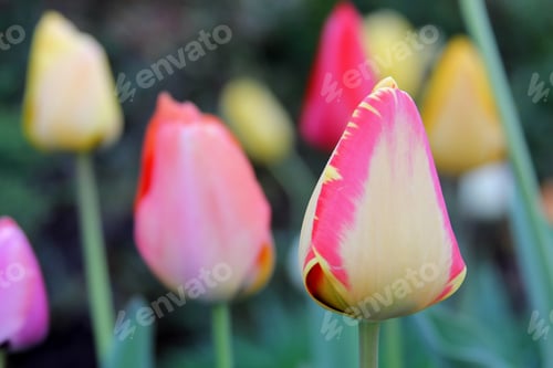 Preview: Brightly Colored Spring Tulips - Close Up Photograph Of Brightly Colored Tulips In An Outdoor