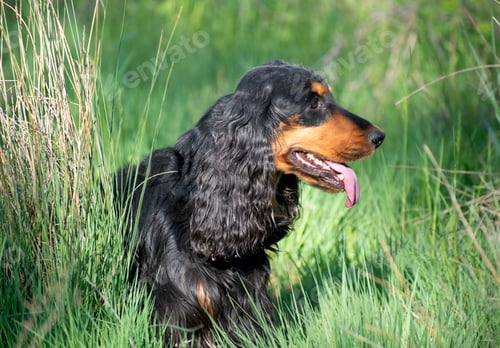 Preview: English Cocker Spaniel