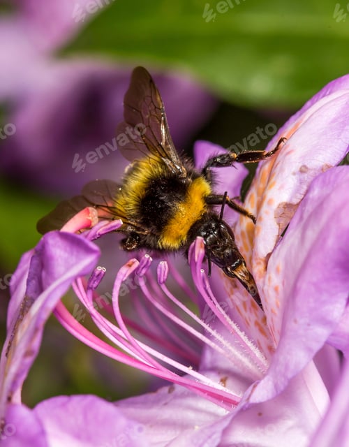 Preview: bumblebee