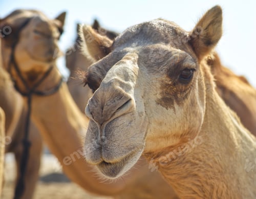Preview: Candid camel portrait in the desert wilderness