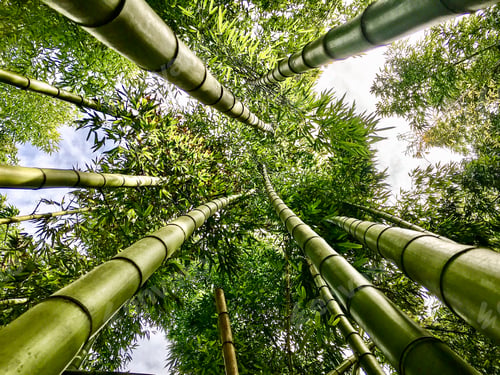 Preview: Looking up to sky in at bamboo forest