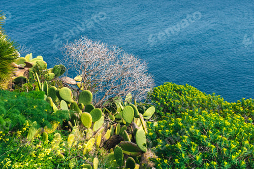 Preview: Thorny cactus near the sea