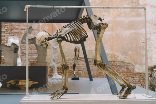 Preview: Human skeleton hanging