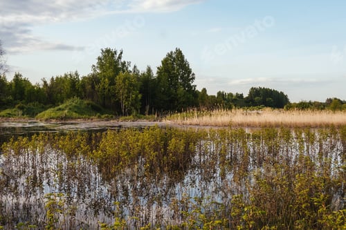 Preview: Sunny evening and pond with plants.