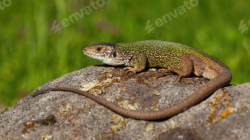 Preview: European green lizard male sunbathing on stone in summer