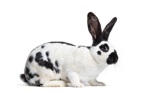 Preview: Side view of a Checkered Giant rabbit, isolated on white